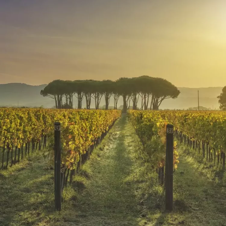 wine-red-day-3-copia-653f81c0541d6